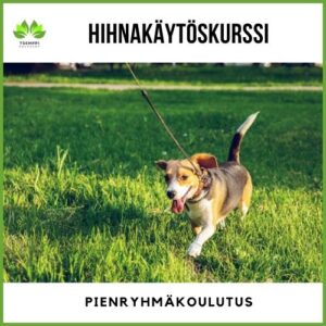 Hihnakäytöskurssi