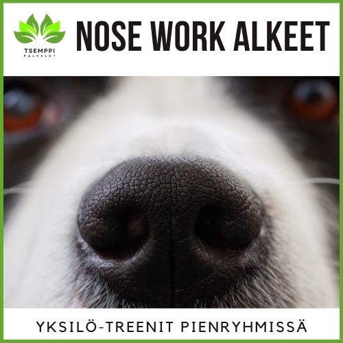 Nose work alkeet
