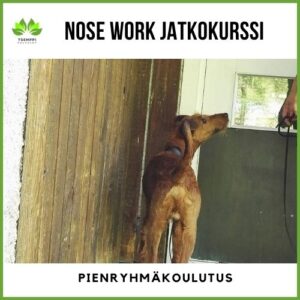 Nosework jatkokurssi sunnuntai