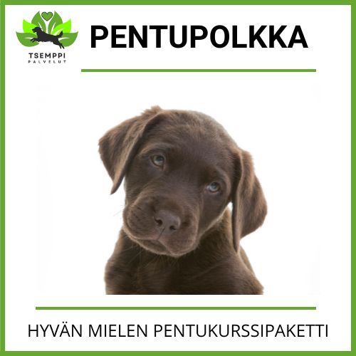 pentukurssit joensuussa ja itä-suomessa hyvän mielen pentukurssipaketti