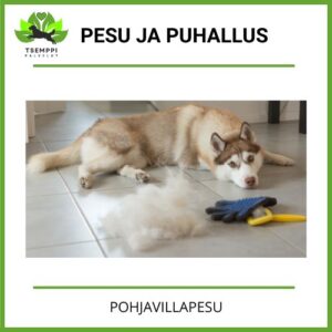 Pesu ja Puhallus