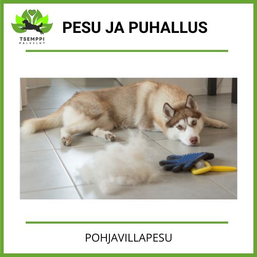 Pesu ja Puhallus