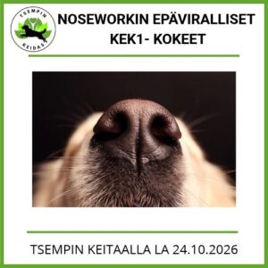 Noseworkin epäviralliset KEK1 -kokeet
